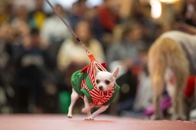 Fashion Pet Christmas 2025