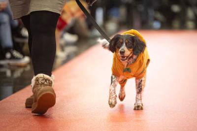 Fashion Pet Christmas 2025