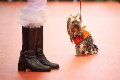 Fashion Pet Christmas 2025