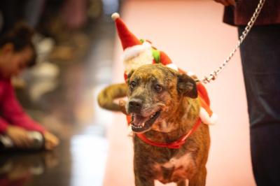 Fashion Pet Christmas 2025