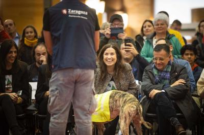 Fashion Pet Christmas 2025