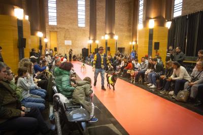 Fashion Pet Christmas 2025