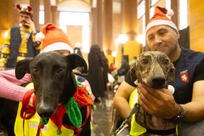 Fashion Pet Christmas 2025