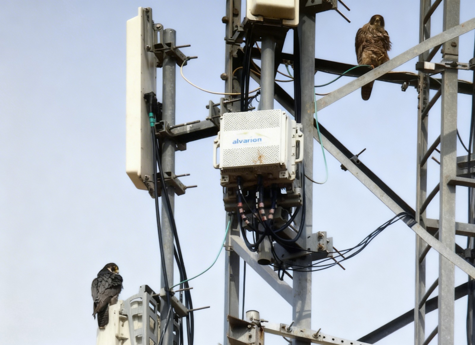 Pulsa para ver la imagen en grande