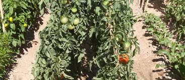 Pulsa para ver la imagen en grande