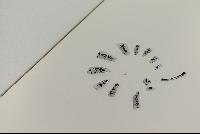 Imagen en alta resolución 12