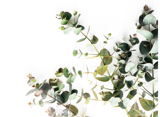 Vista del Jardín Botánico Francisco Loscos en Zaragoza