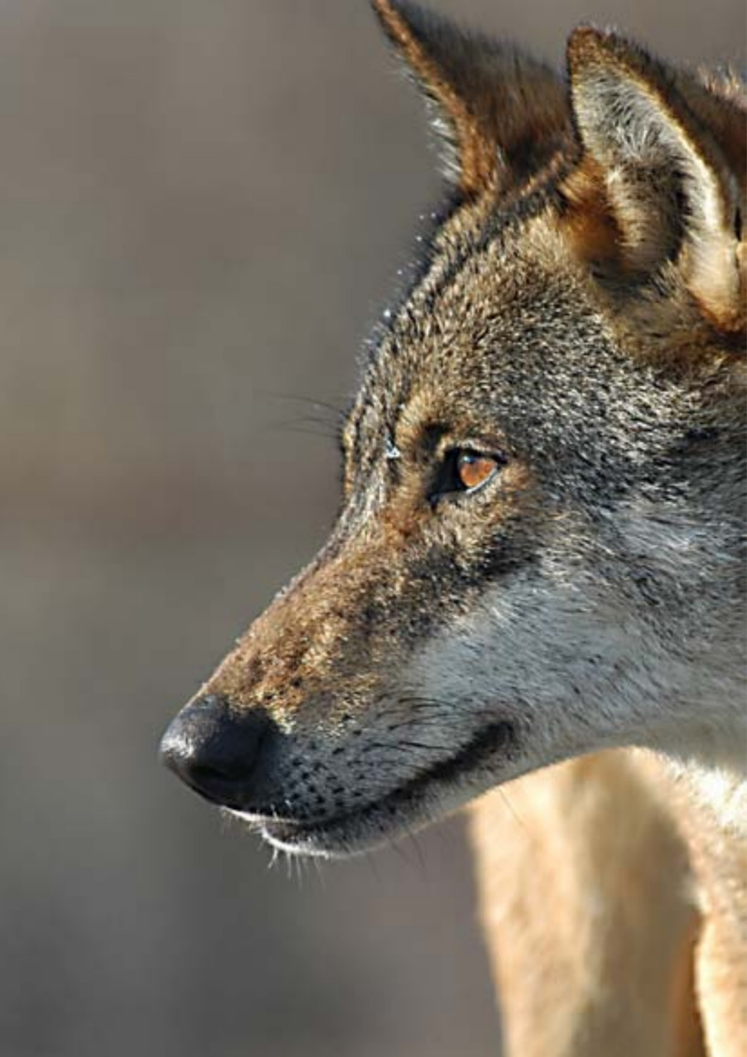 Guía de lectura del lobo