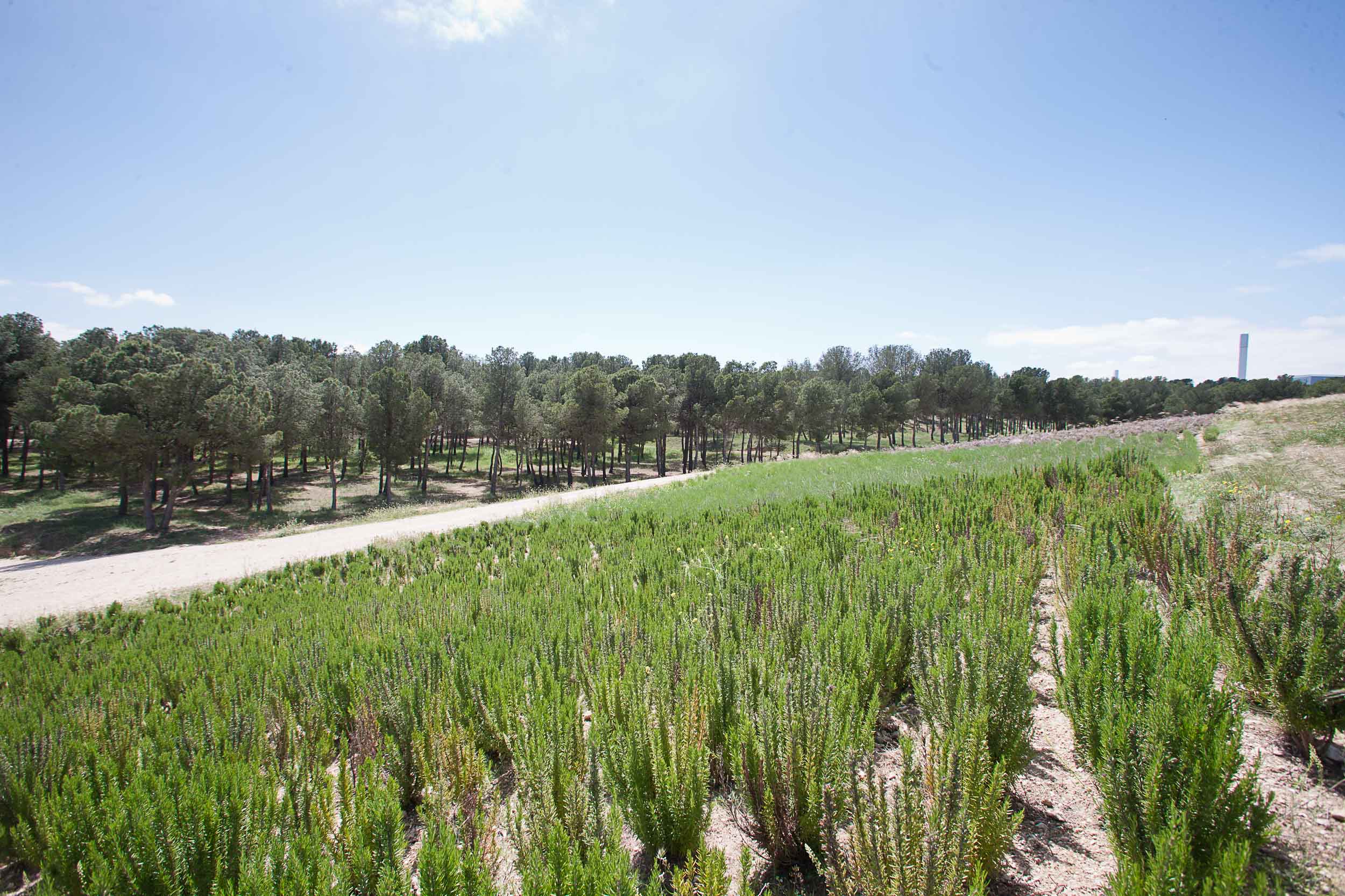 plantación de arbolado en zona de bosque