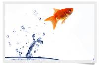 Coaching para el desarrollo profesional