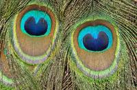 Coformación. El arte de cautivar