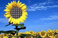 Escuela de Makers: El jardín de los girasoles