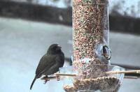 Ayuda a las aves. Construye un comedero de pájaros