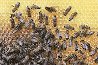 Apicultor por un día