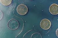 Ciclo "Los Drones también nadan": Análisis práctico de un proyecto de maricultura